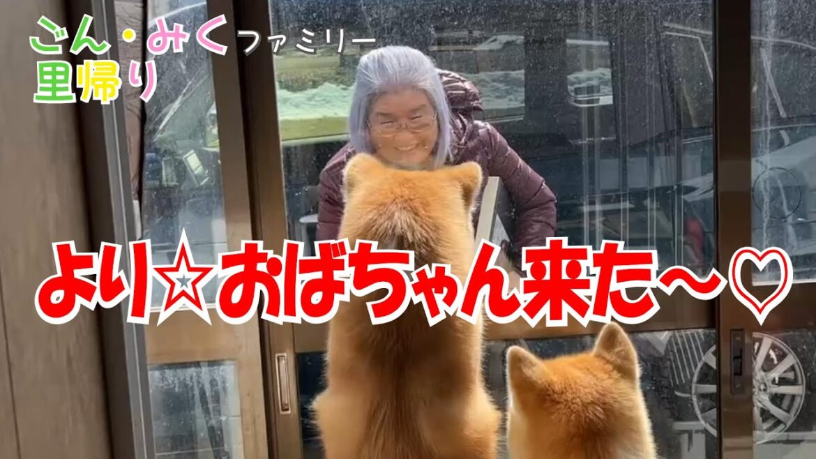 おやつ大好き～♪ より☆おばちゃん来た～♡　ごん・みくファミリー里帰り♡　秋田犬【ごん・みく チャンネル】