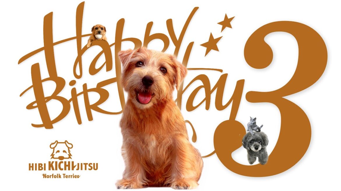 愛犬キチ Happy 3rd Birthday【 dog ノーフォークテリア norfolkterrier  norwichterrier】
