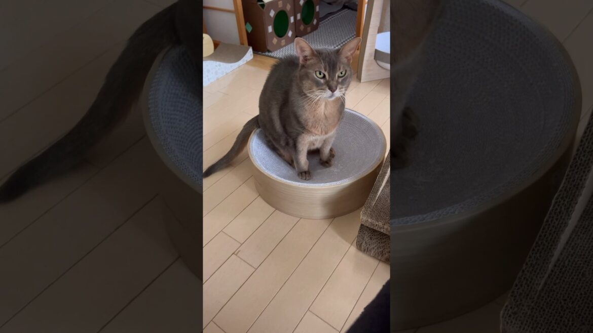 13歳のアビシニアン猫  #shorts #アビシニアン #cat