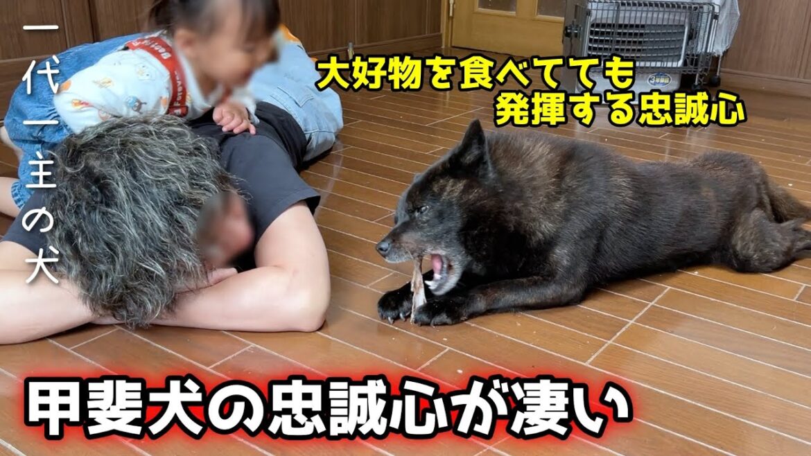 【一代一主】甲斐犬の忠誠心って、こーゆー所です 【一代一主】甲斐犬の忠誠心って、こーゆー所です