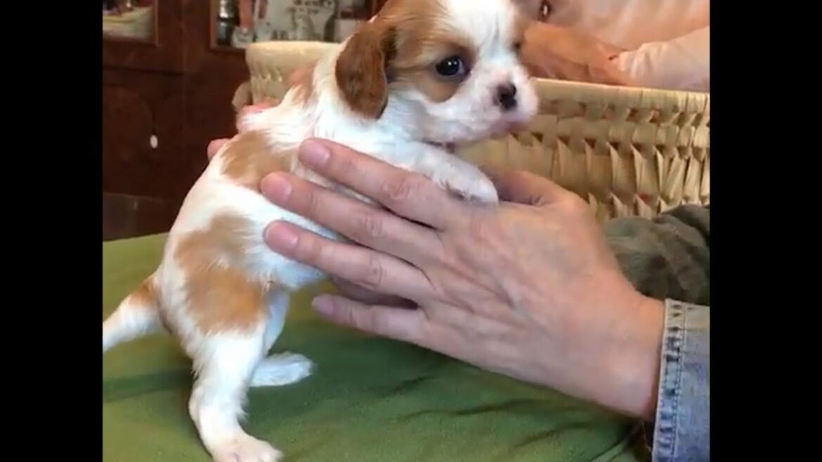 初めて子犬を迎えた日、始まりはその子だけ手の中に来てくれたから【アップルお誕生日おめでとう！】