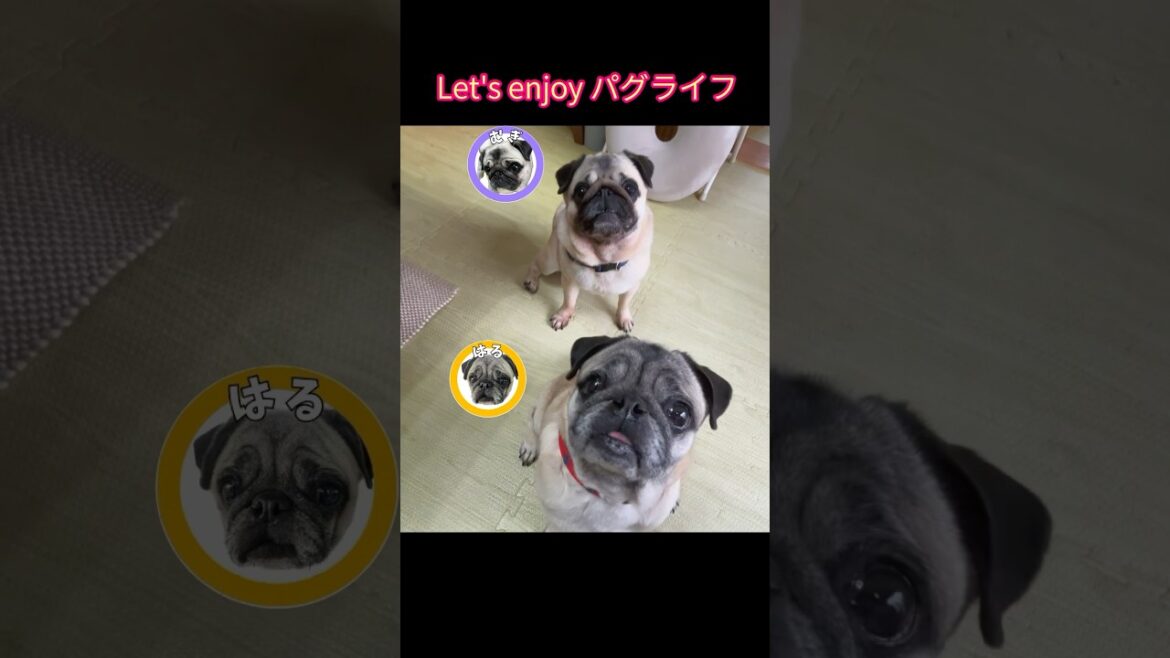 『Let's enjoy パグライフ 』パグがパグでいるために‼ #shorts #パグ #パグ二匹 #パグのいる生活 #パグ達と暮らす #BBBBダンス