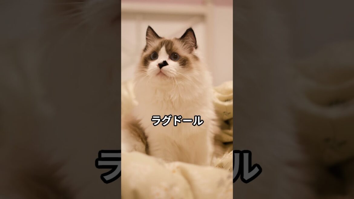 【O型のあなたにぴったり】相性抜群の猫種4選！