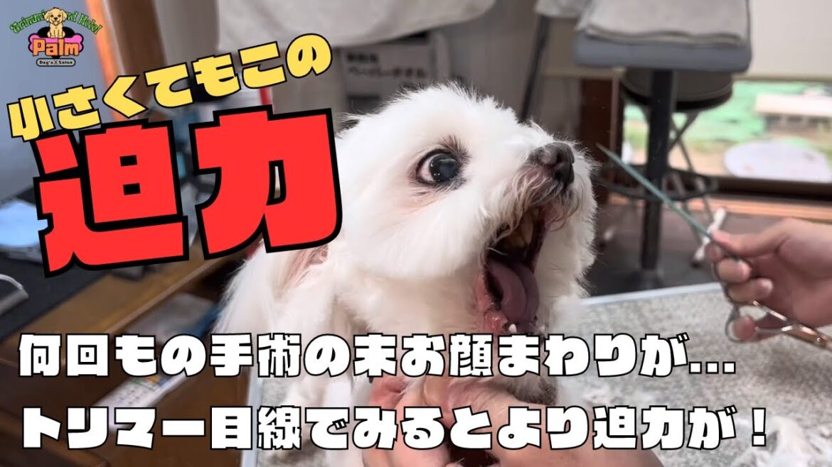 久々に噛まれた!マルチーズの噛み犬トリミング!! 久々に噛まれた!マルチーズの噛み犬トリミング!!