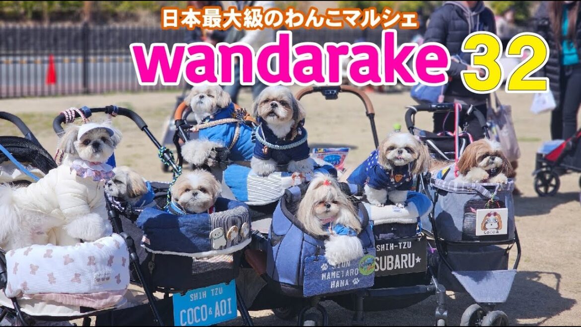 【シーズー】日本最大わんこマルシェWandarake fest32参戦！可愛すぎるシーズーちゃんの魅力とは！？#多頭飼い#犬イベント#愛犬とのお出かけ