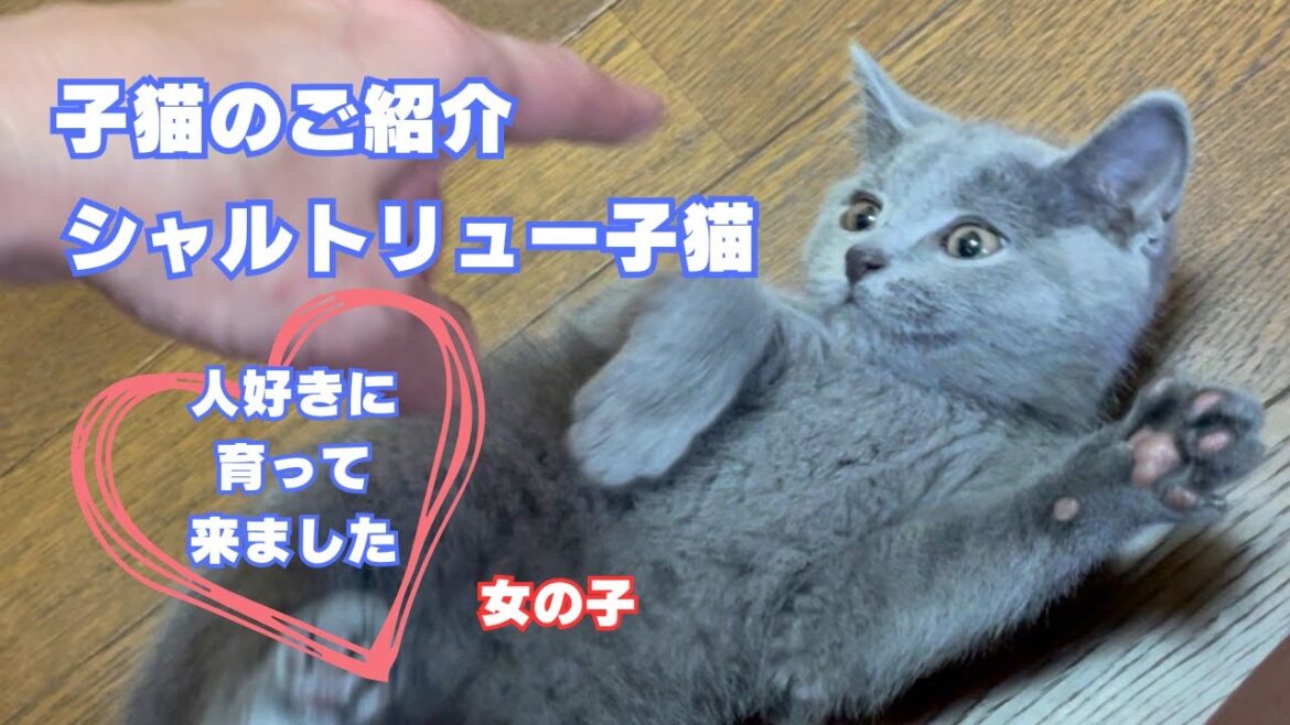 【シャルトリュー子猫】3ヶ月の女の子のご紹介【仮名ソラちゃん】