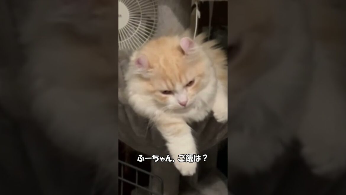 寝起きで眠気まなこの仔猫