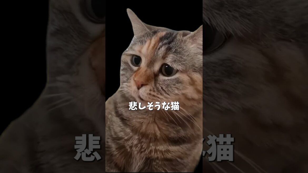 悲しそうな猫 について解説 #猫ミーム