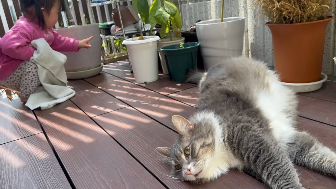 猫の開きで寛ぐ猫　ノルウェージャンフォレストキャット　A cat relaxing on its back. Norwegian Forest Cat.
