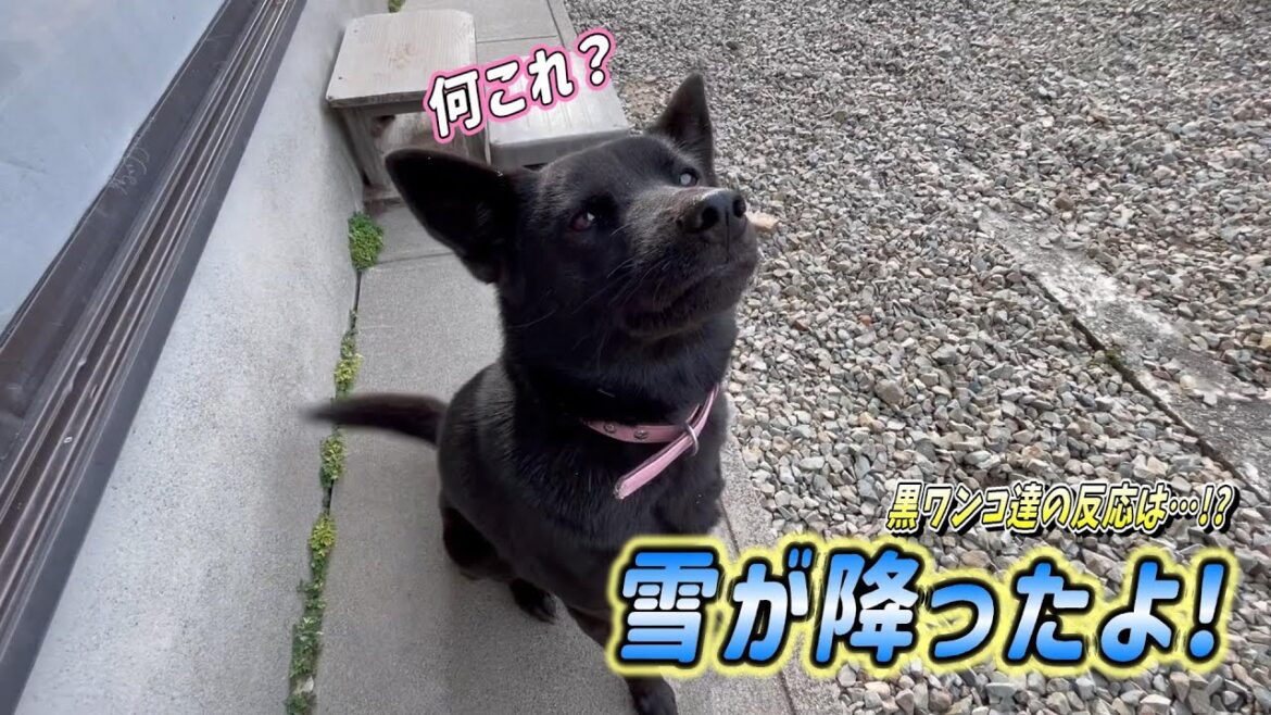 【甲斐犬】滅多に降らない雪が降ったので見せてみた!!