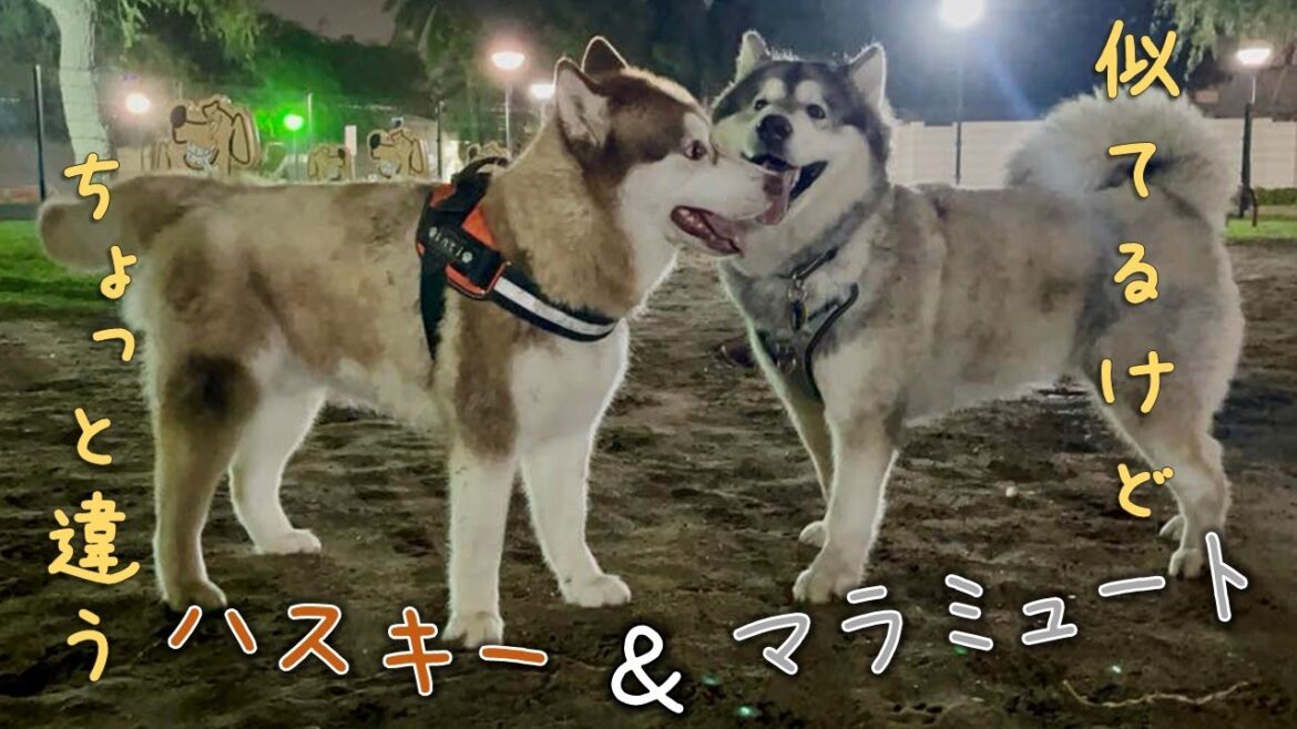 【31】超大型犬、マラミュートに出会う🐾