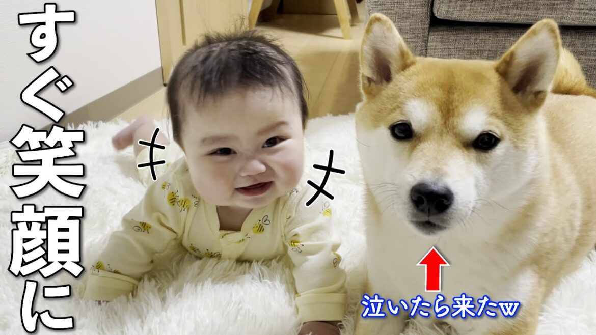 赤ちゃんの機嫌が悪くなると傍に来て笑顔にする柴犬