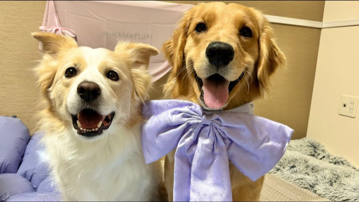 🌸ひなまちゅりライブ配信🌸【#ボーダーコリー#ゴールデンレトリバー】 🌸ひなまちゅりライブ配信🌸【#ボーダーコリー#ゴールデンレトリバー】