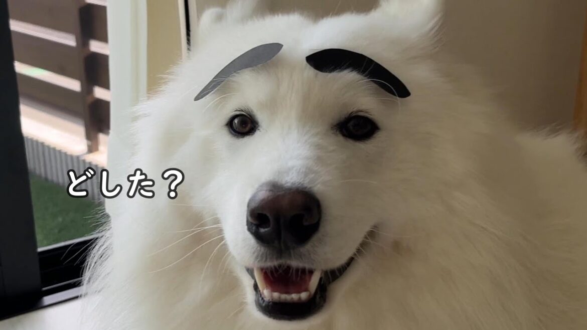 サモエドさんに眉毛があったら、、こんな感じ（笑）