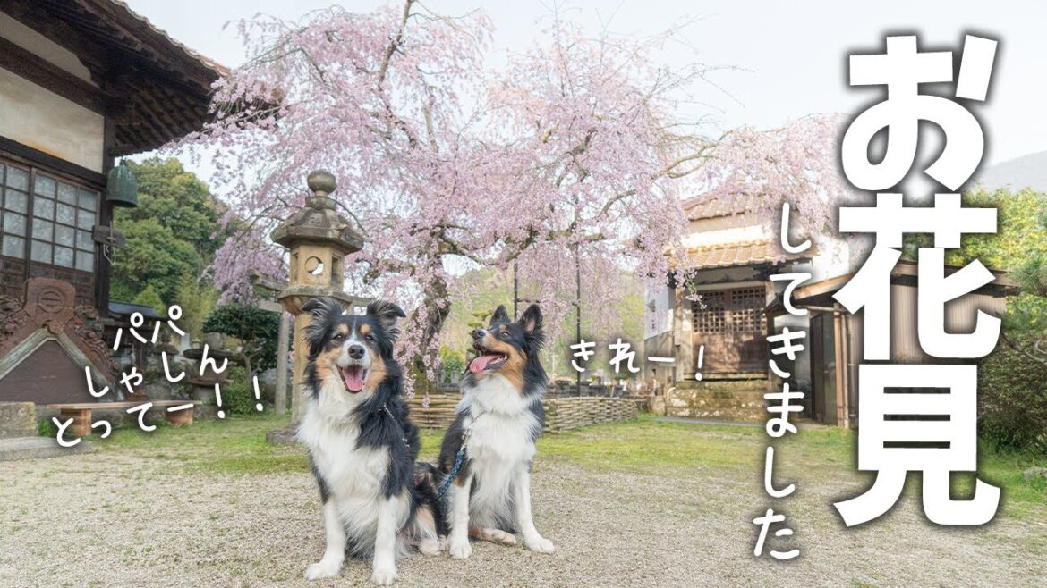 桜をパクっ！枝垂れ桜がきれいに咲いたのでお花見さんぽ | ボーダーコリーとオーストラリアンシェパード | 津和野の桜