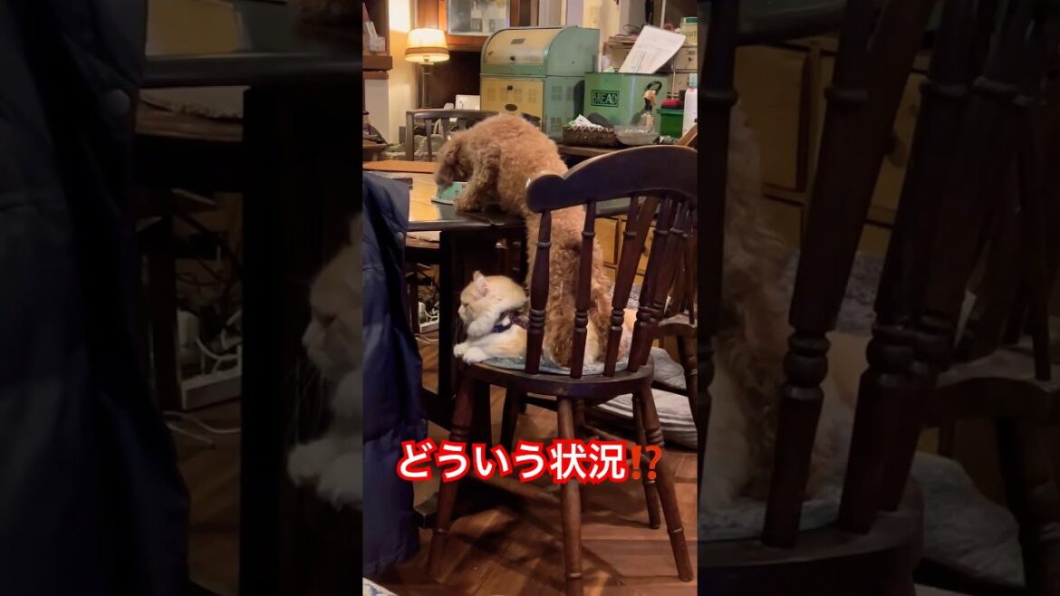 多分邪魔で仕方ない犬と仔猫