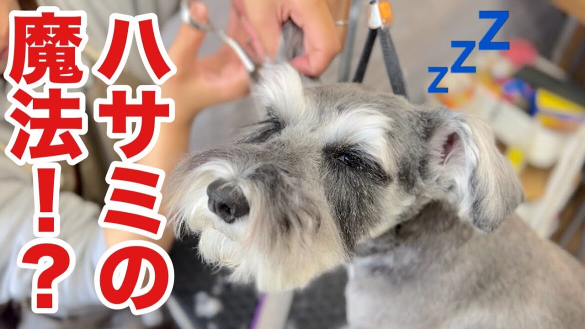 ハサミの魔法で眠くなるミニチュアシュナウザー！？（小町ちゃん）