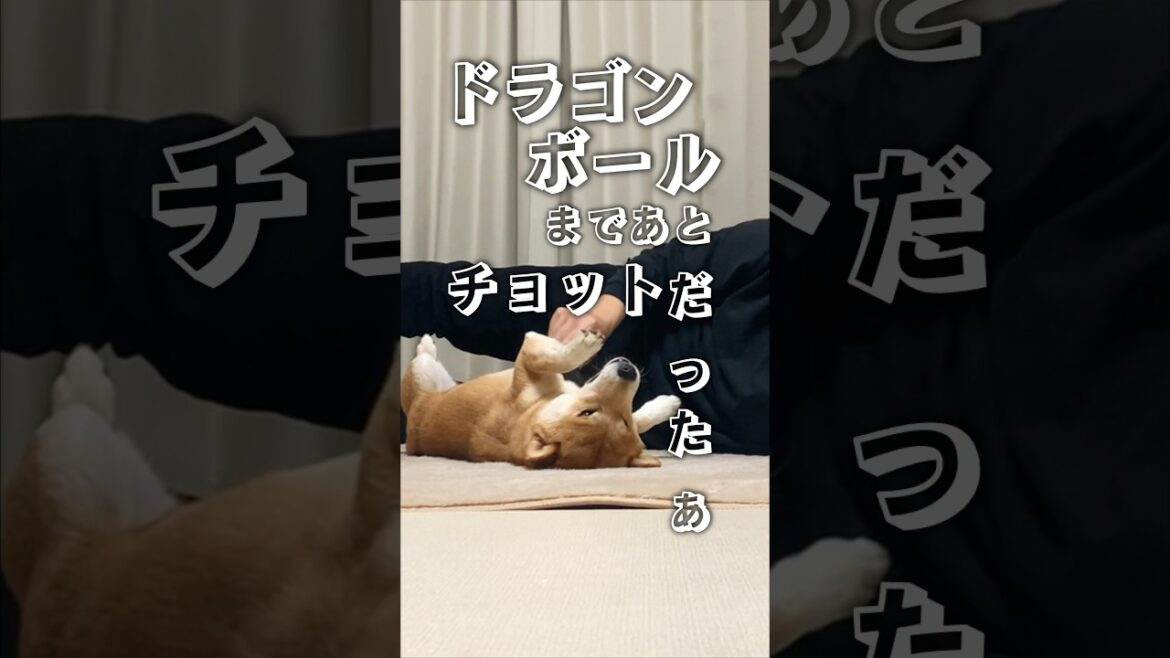 天使が囁き、あるじは遅刻する【柴犬こむぎ】 #犬 #柴犬