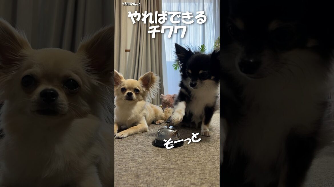 やればできるチワワ【うちのわんこ】 #shorts #うちのわんこ #チワワ