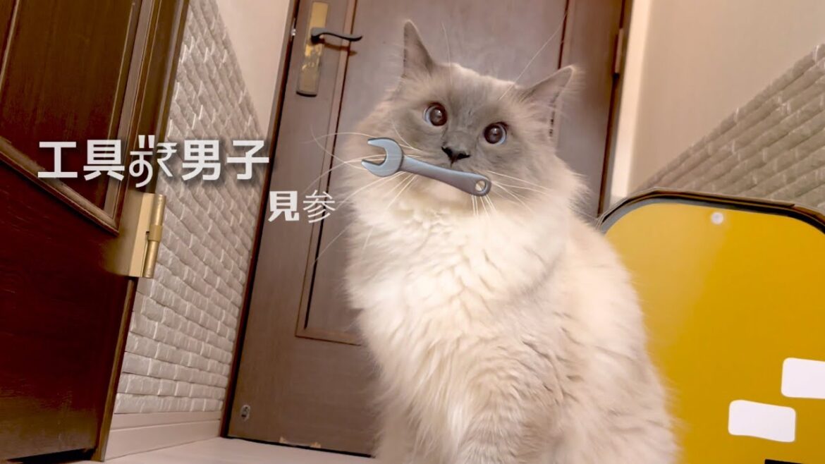【猫】風穴荘＆変態仮面 （救世主❔猫のフェイスマスク）🐾  @ラグドール ＆ マンチカン ※ｺﾒｵﾌ失礼します🙇