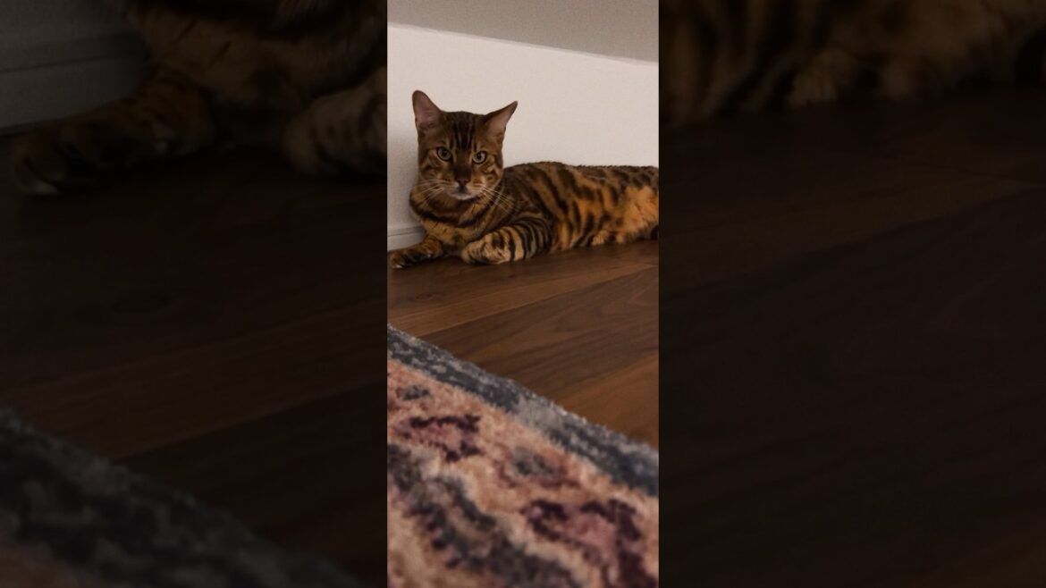 シンタローくん隠れ家の屋根裏で寛ぐ✨ #cat #ベンガル #オシキャット #kitten #癒し動画 #おやすみ前に