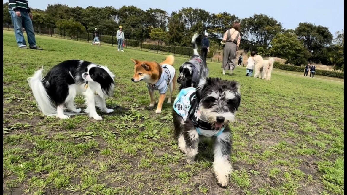 狆犬千鶴姫「2024年3月30日海の中道ドッグラン」