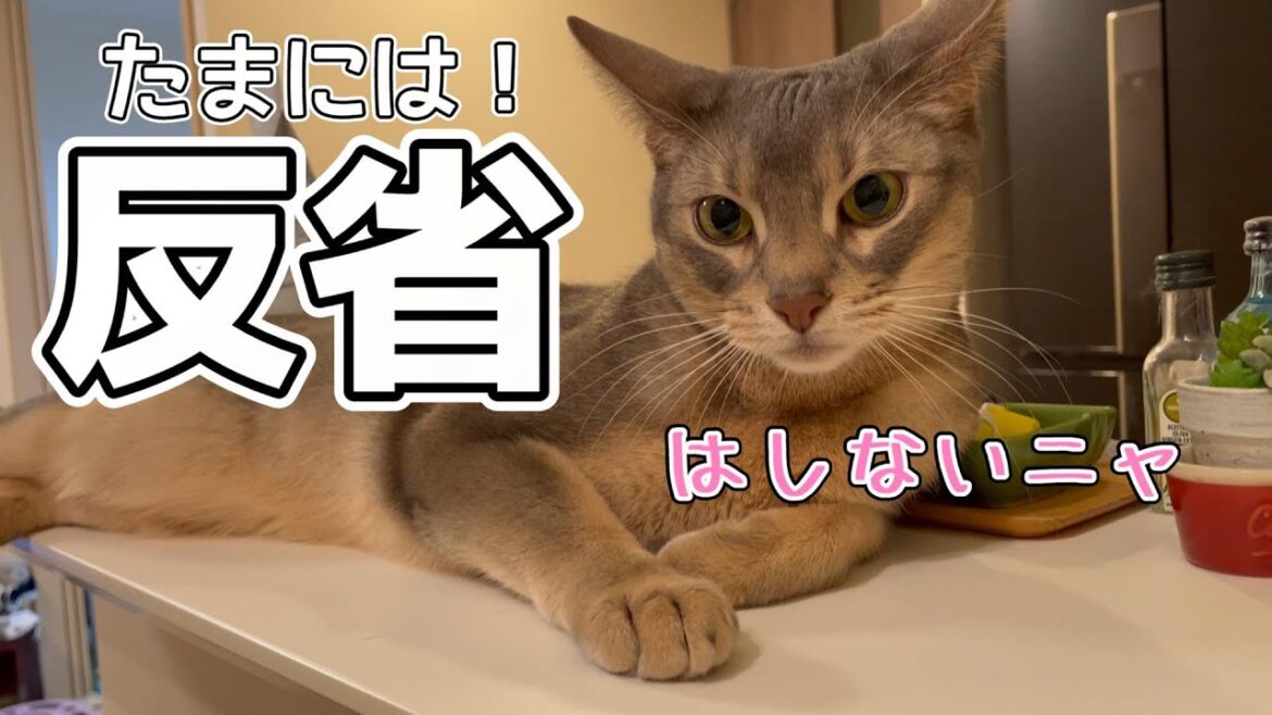 反省は一瞬しかしないうちの猫さん♡ 反省は一瞬しかしないうちの猫さん♡