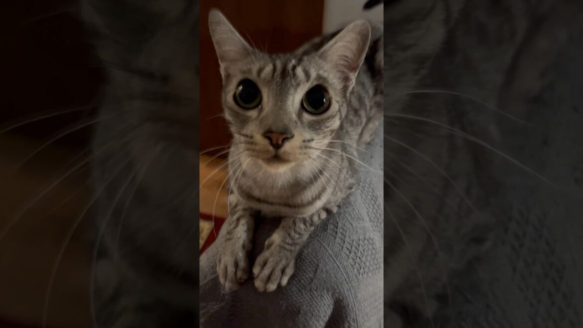追いかけっこ中🐈🐈‍⬛ニャンズ🥰 #cat #オシキャット #ニャン #ベンガル #癒し動画 #おやすみ前に