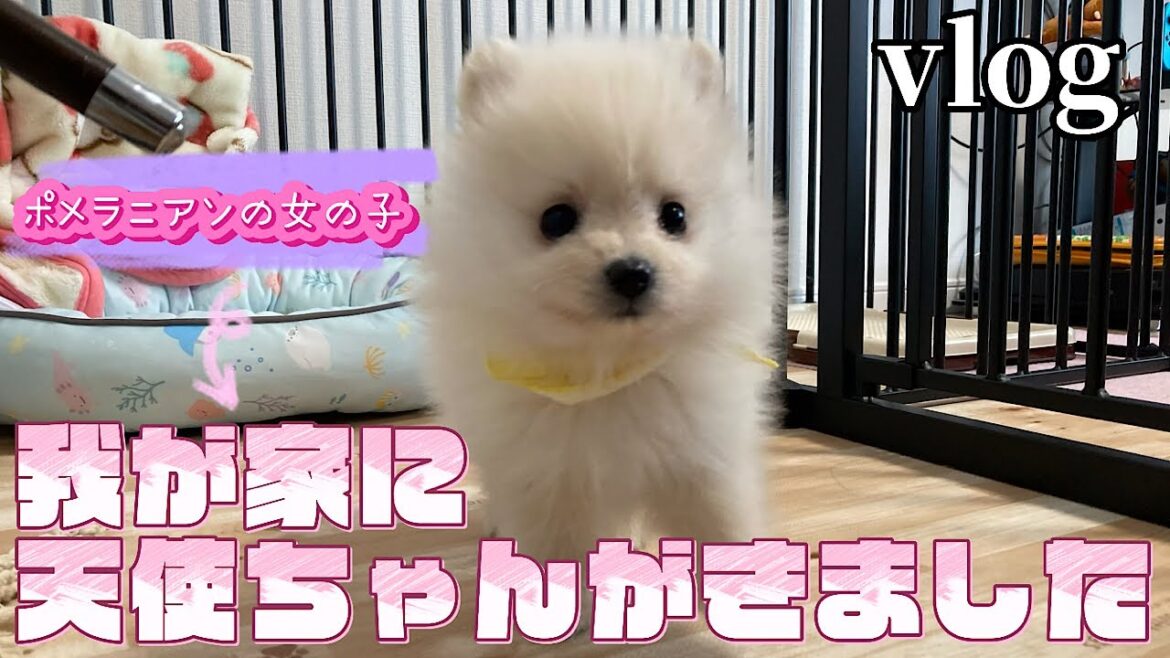 白いポメラニアンの子犬をお迎えしました【vlog】