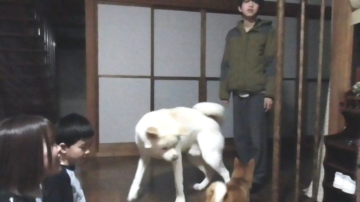【秋田犬ゆうき】春休みのお兄ちゃんたちが遊びに来てくれたのでとても賑やかになりました♪【akita dog】