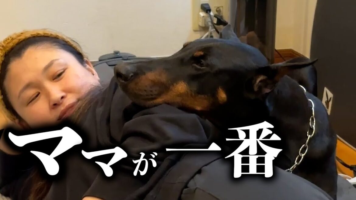 ママから引き剥がされるドーベルマン