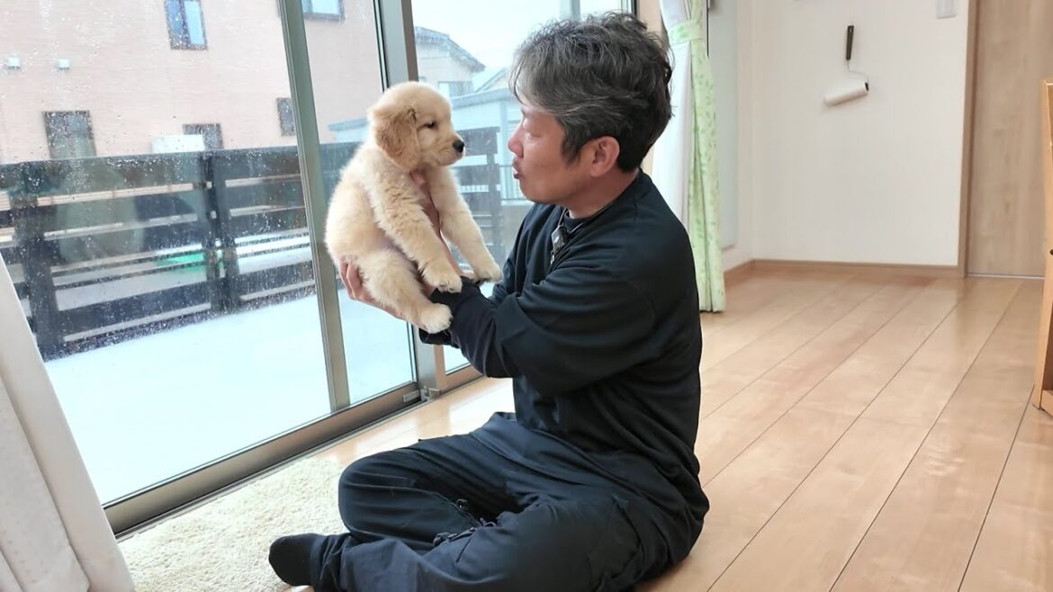 病気の治療開始と決意。皆さんに大切なお願いがあります。【Golden Retriever japan】 病気の治療開始と決意。皆さんに大切なお願いがあります。【Golden Retriever japan】