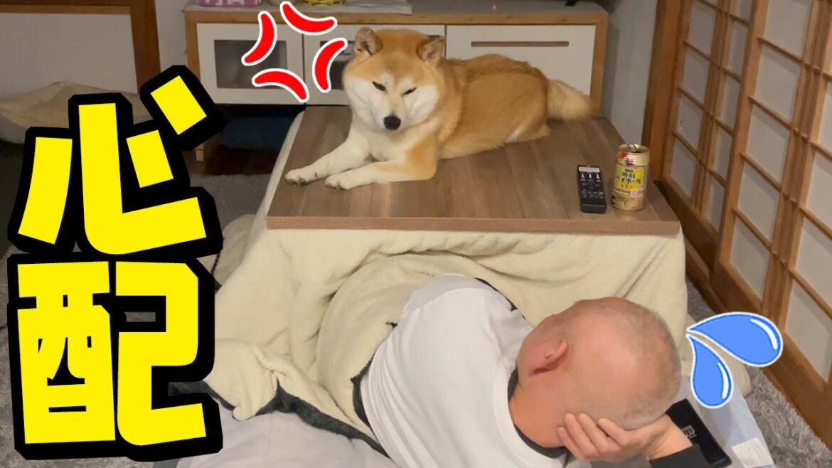 一晩帰ってこなかったパパに怒った柴犬がこうなりました…