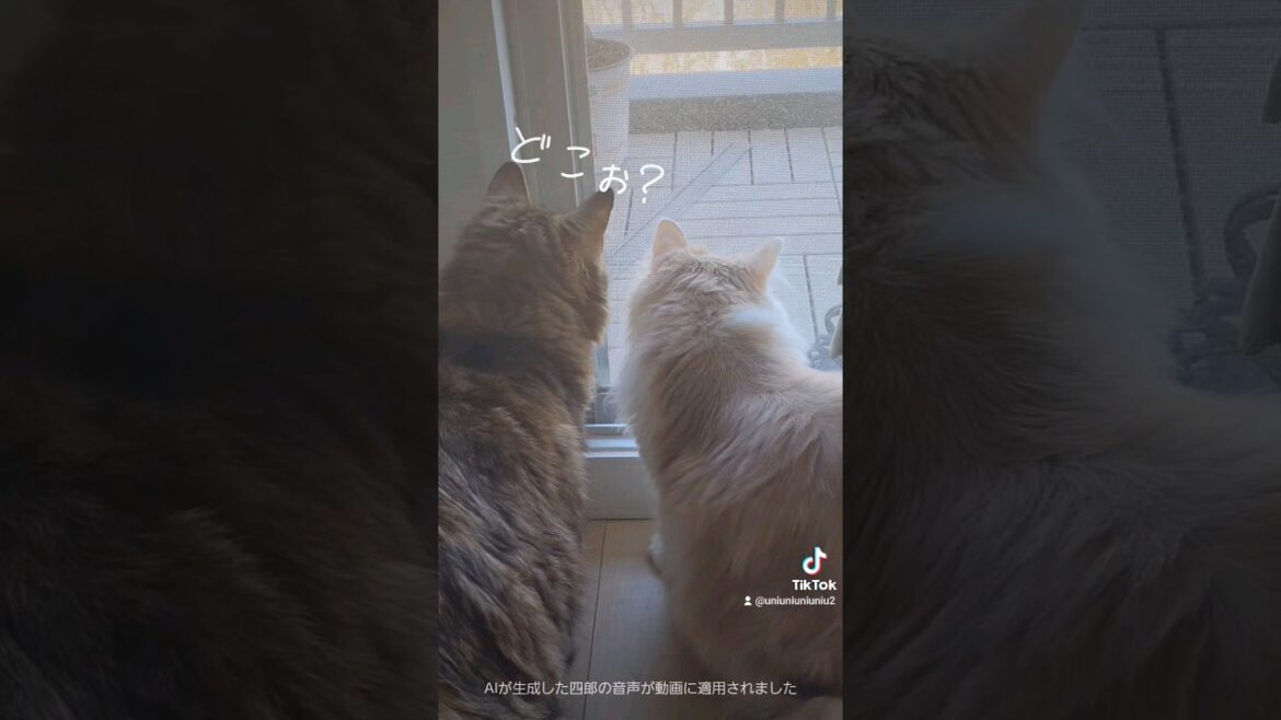 仲良しニャルソック✨ #猫のいる暮らし #shorts #ラガマフィン