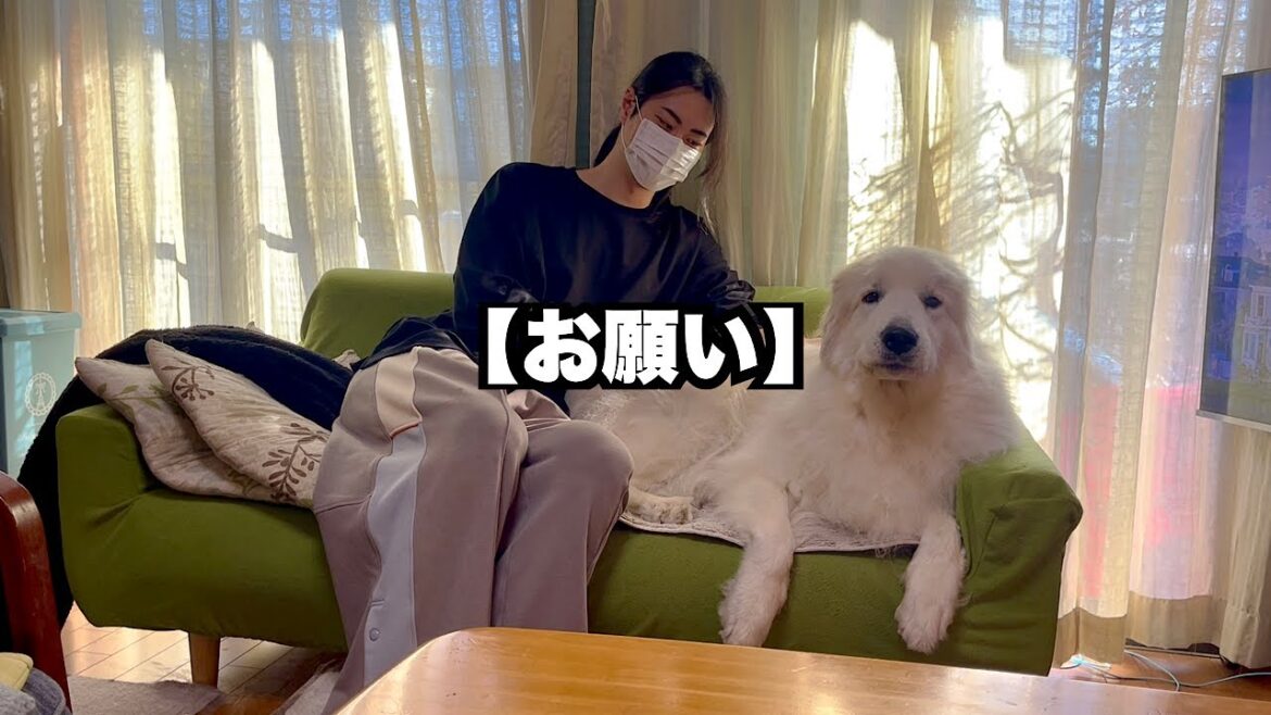 【お願い】犬に石を投げないでください。とても危ないです。