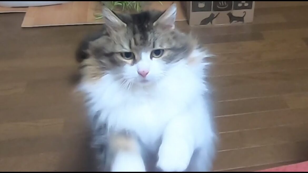 お腹の調子が良くなるの？食べる前に動き回る猫/Adakah perut anda berasa lebih baik? Kucing bergerak sebelum makan