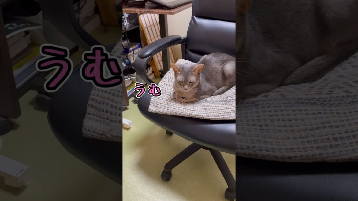 席を外すと必ず椅子に座ってるうちの猫さん #shorts #猫 #アビシニアン
