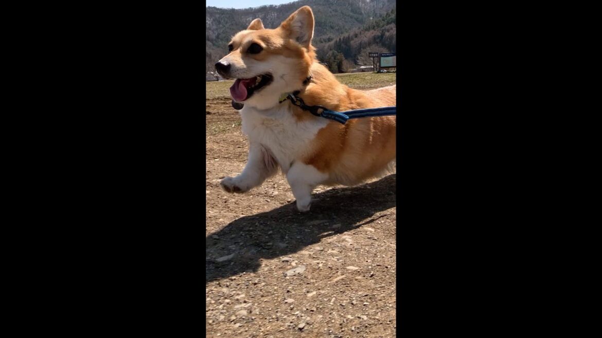 走って笑顔のコーギ / Corgi running and smiling #コーギー #corgi #サクラ