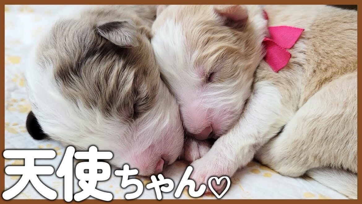 【生後5・6日目】ボーダーコリーの赤ちゃんに癒されます♡ 【生後5・6日目】ボーダーコリーの赤ちゃんに癒されます♡