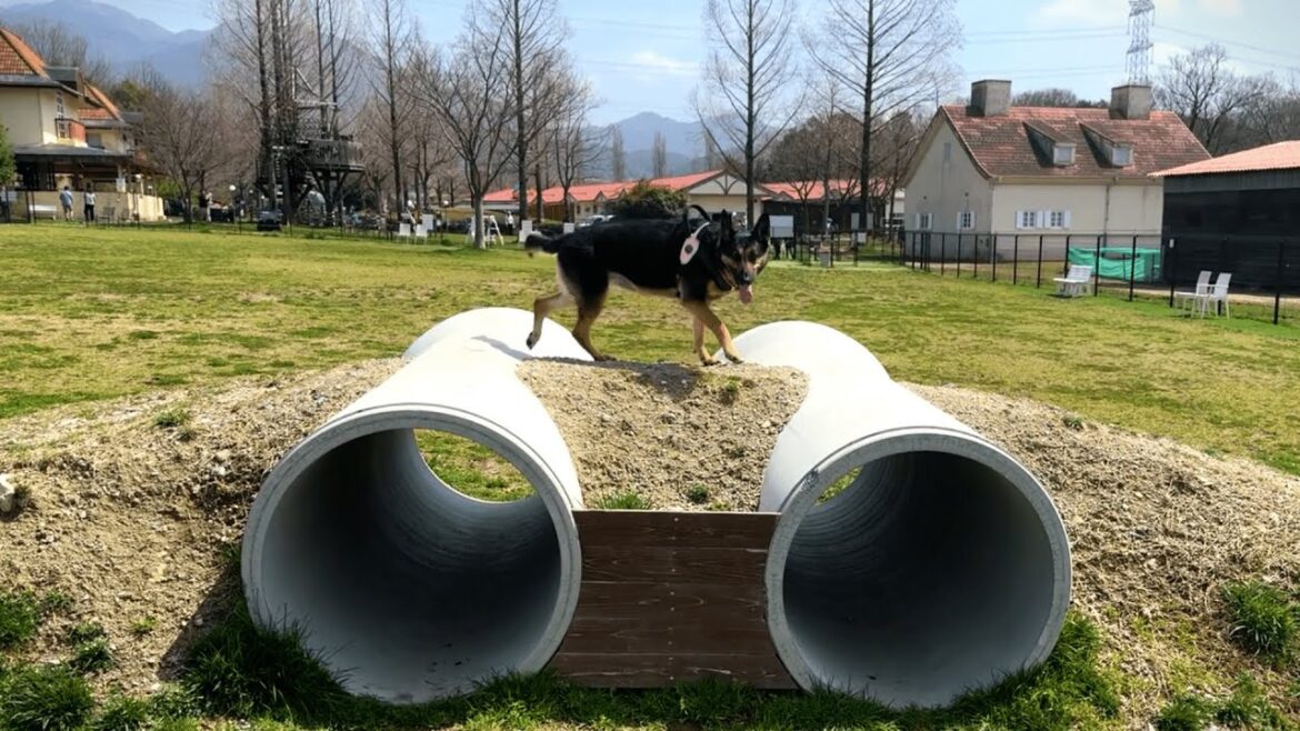 久しぶりのドッグランがうれしすぎて愛犬がバテましたw【ブルーメの丘】 久しぶりのドッグランがうれしすぎて愛犬がバテましたw【ブルーメの丘】