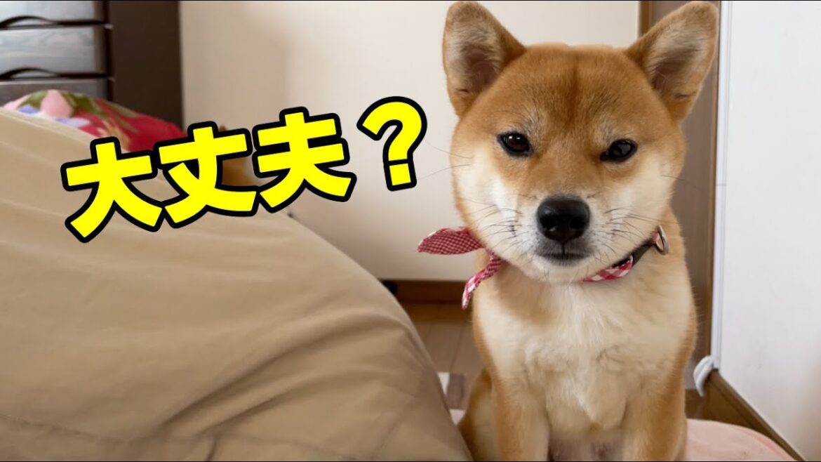 【真意はいかに?】負傷した飼い主をじっと見つめる柴犬 【真意はいかに?】負傷した飼い主をじっと見つめる柴犬
