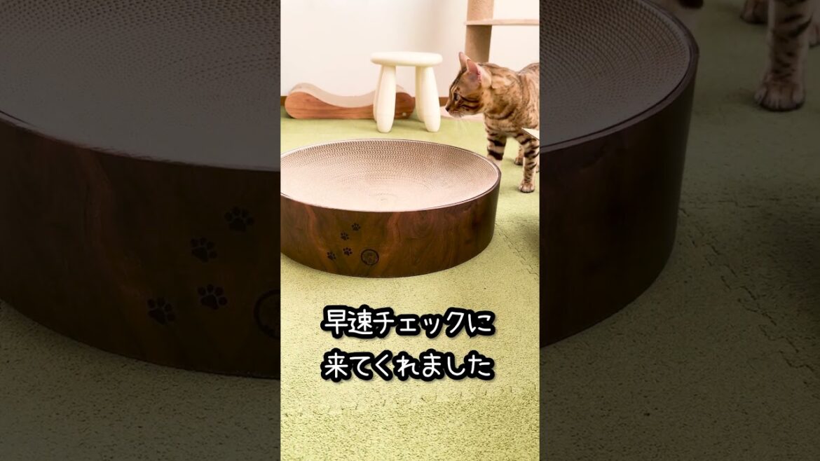 でっかいバリバリボウルを買いました #shorts #ベンガル #猫