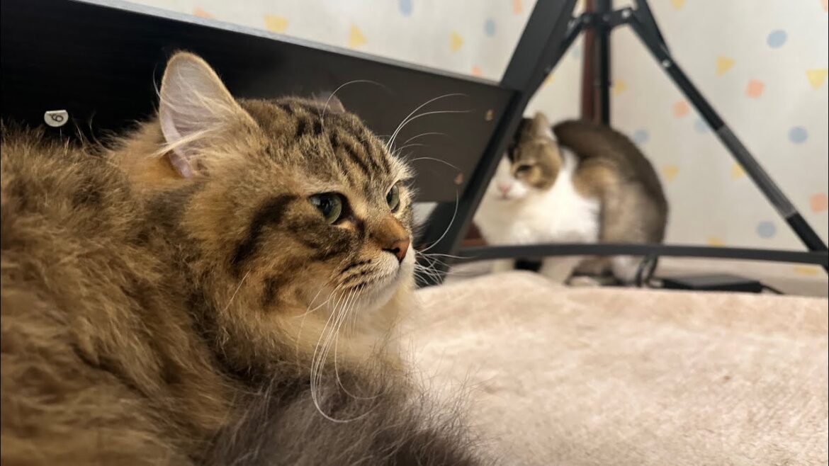 猫ちゃんの日常 ライブ配信♪ cute cat vlog Japan  2024/04/01 #猫 #ねこ #cat