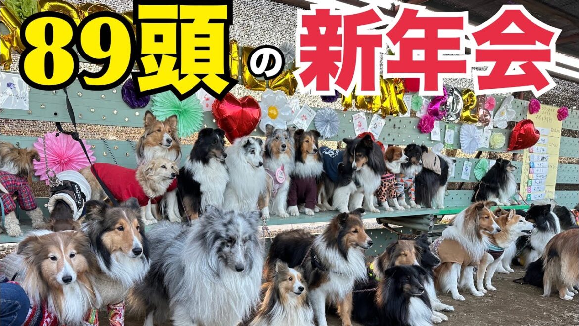 シェルティとコイケルだらけの新年会! シェルティとコイケルだらけの新年会!