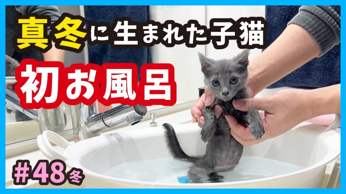 保護したロシアンブルーな子猫が、生まれて初めてのお風呂に入る！真冬に生まれた子猫たち。（冬48）