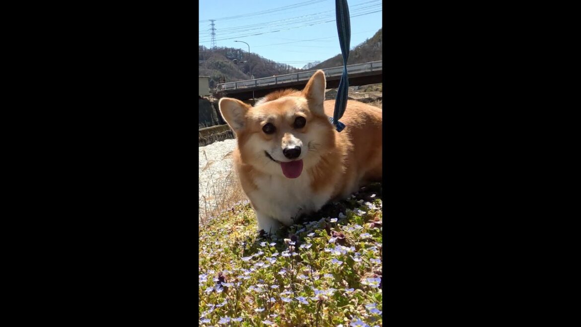 小川に沿って歩くコーギー / Corgi walking along the stream #コーギー #corgi #サクラ