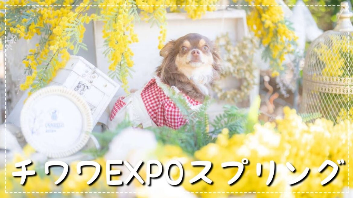 【チワワEXPO2024スプリング】たくさんのチワワに大はしゃぎ！D-1グランプリにリベンジした結果...【チワワ】【チョコタン】
