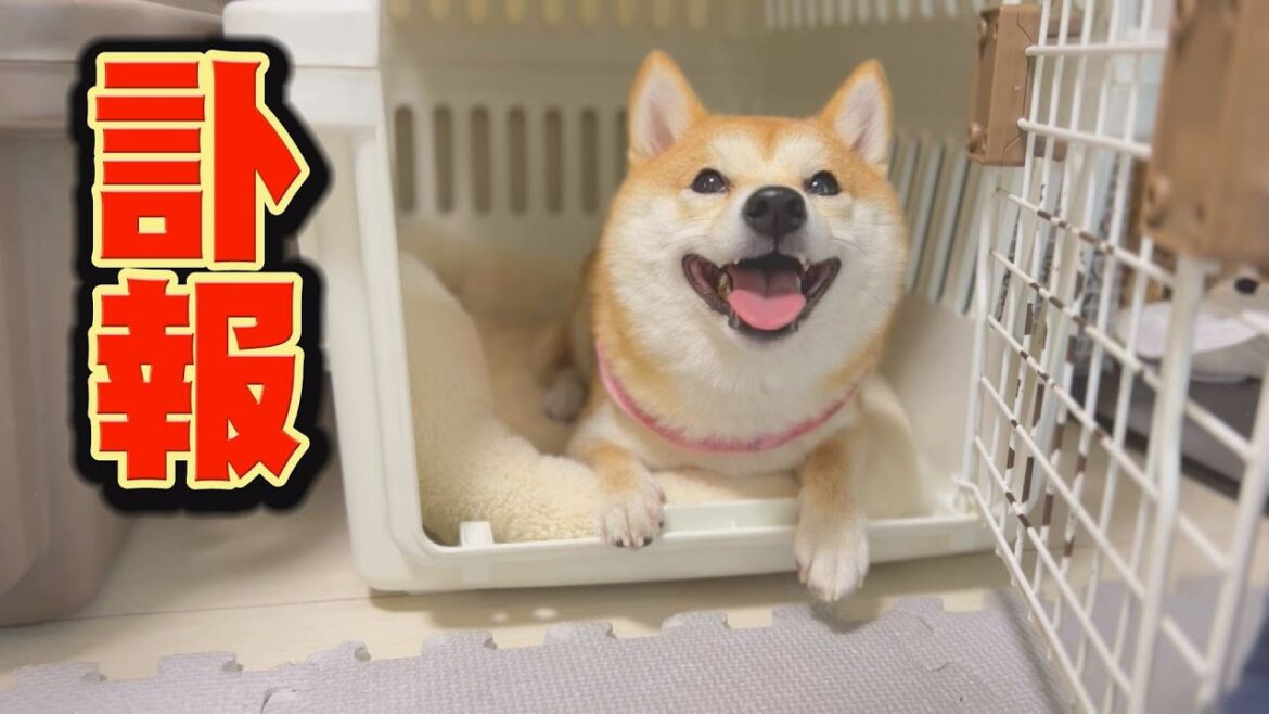 辛い時、笑顔で支えてくれる3兄妹に感謝 辛い時、笑顔で支えてくれる3兄妹に感謝