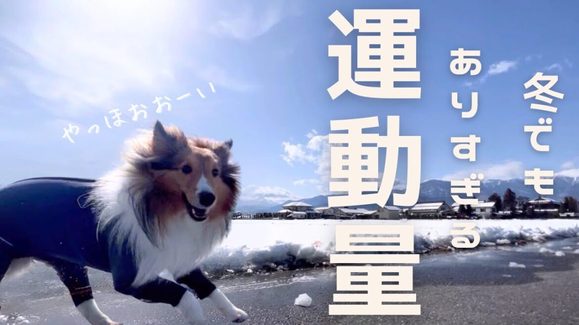 愛犬の笑顔が最高!!雪遊びの魅力とシェルティの運動量って!? 愛犬の笑顔が最高!!雪遊びの魅力とシェルティの運動量って!?