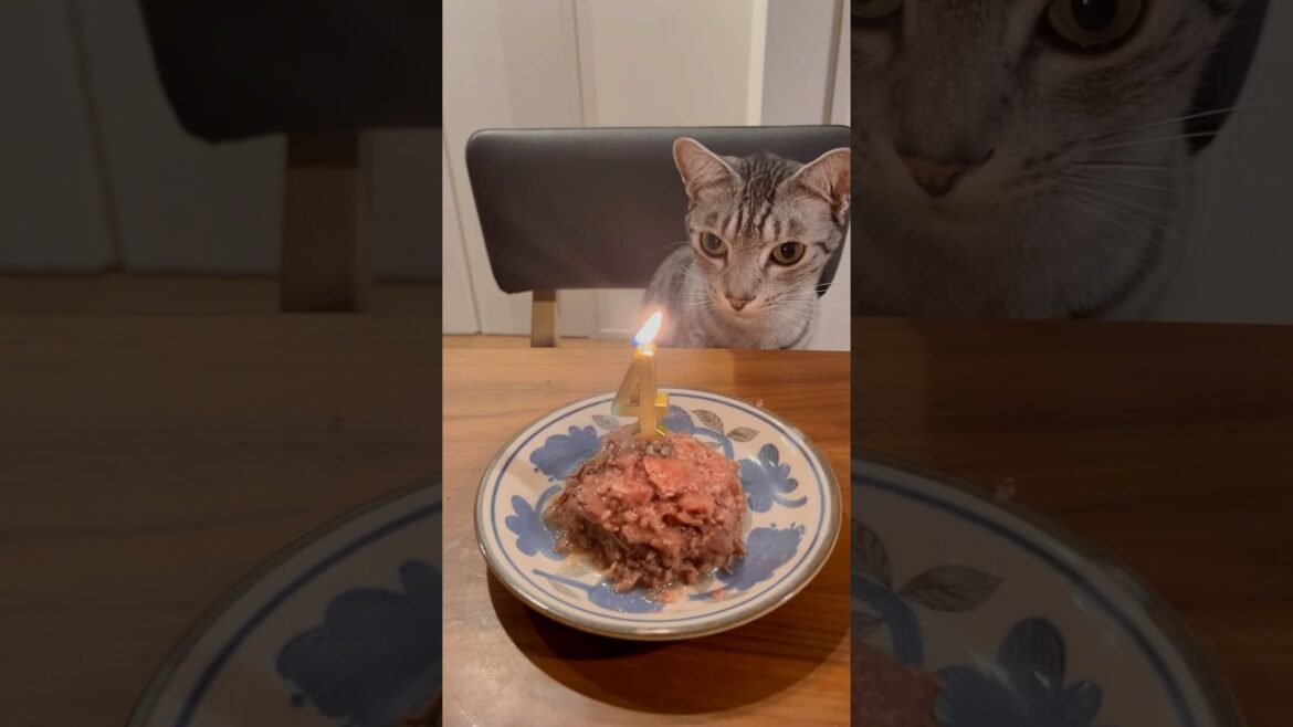 ユキオ王子👑4歳お誕生日おめでとう🎂#cat #オシキャット #ベンガル #kitten #ねこ #癒し動画 #お誕生日おめでとう